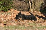 SCOTTISH TERRIER 100